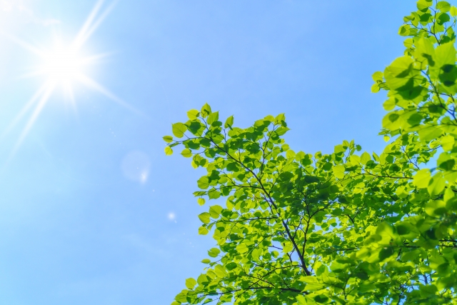 肌のくすみの原因となる紫外線を降り注ぐ、夏の強い日差しと青空、緑の木々の風景